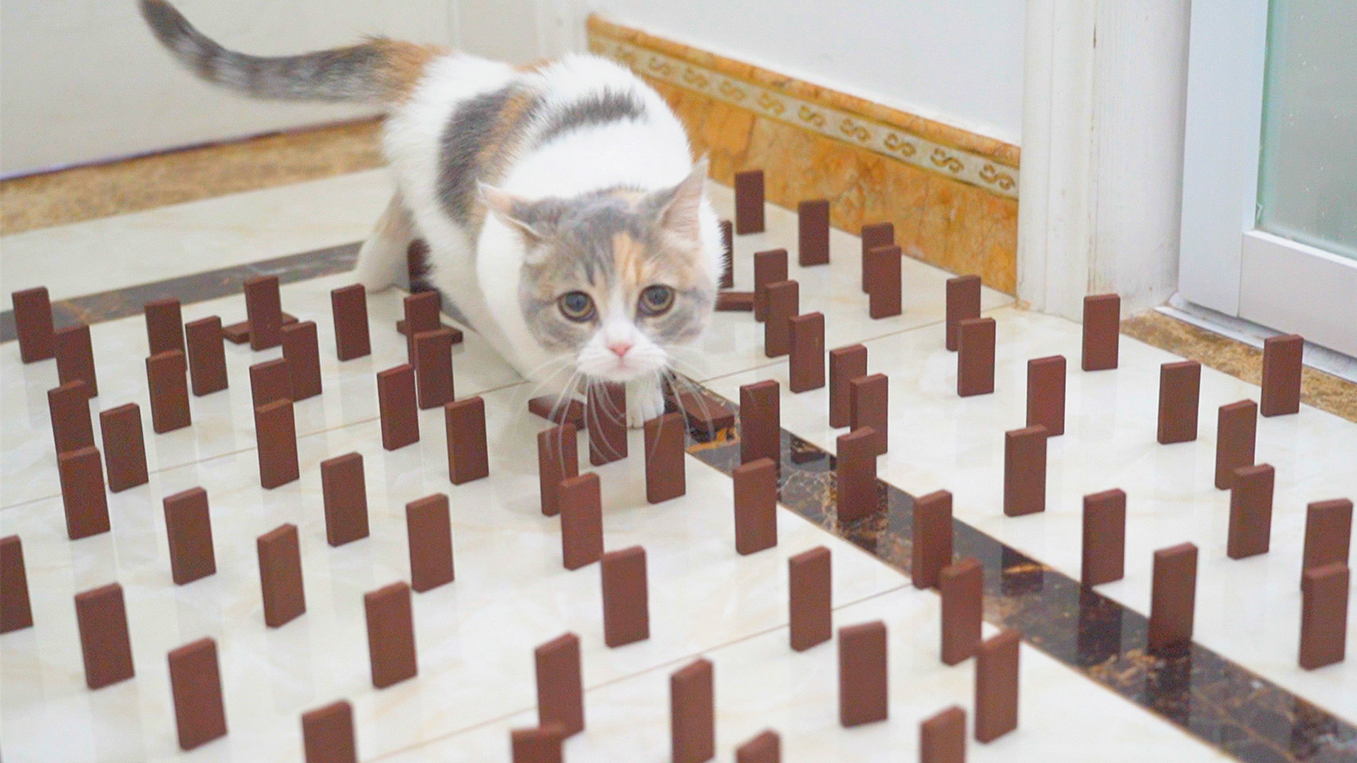 在猫咪面前放100块木头,会发生什么?